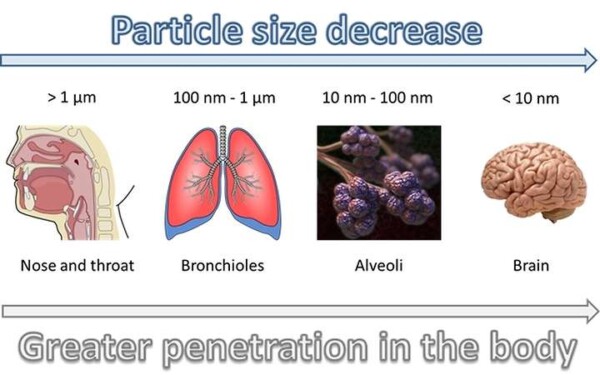 Particle size and effects on the body