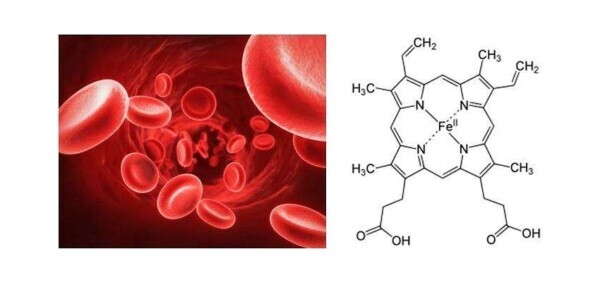 Hemoglobin and eme group